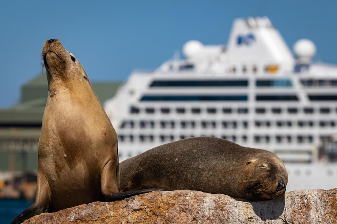 Close up of two seals resting on a large rock with a cruiseship blurred in the background